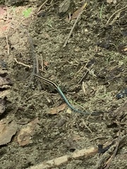 Holcosus quadrilineatus