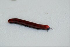 Centrobolus anulatus