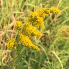 Solidago lepida salebrosa