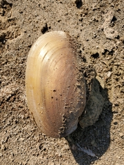 Potamilus fragilis