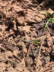 Holcosus quadrilineatus