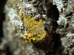 Candelariella xanthostigma