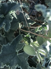 Ecballium elaterium
