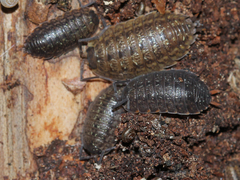 Porcellio