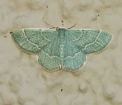 Chlorochlamys phyllinaria