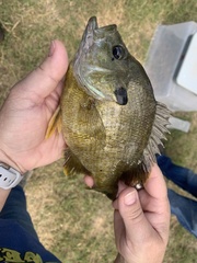 Lepomis macrochirus × cyanellus