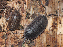 Porcellio
