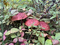 Suillus spectabilis