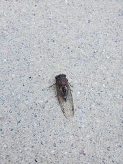 Megatibicen resonans