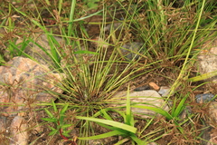 Cyperus flavidus