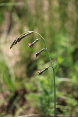 Dipcadi marlothii