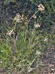 Harbouria trachypleura