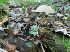 Agaricomycetidae