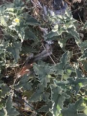 Ecballium elaterium