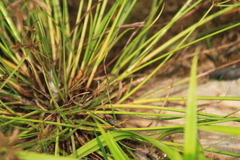 Cyperus flavidus