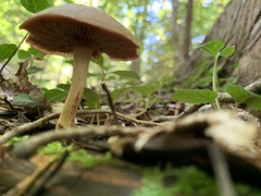 Agaricomycetidae