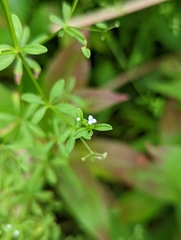 Galium trifidum