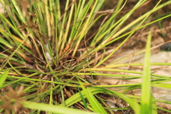 Cyperus flavidus