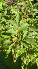 Vaccinium membranaceum