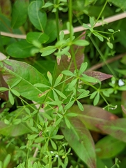 Galium trifidum