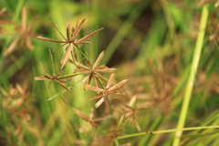 Cyperus flavidus