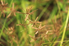 Cyperus flavidus