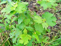 Triumfetta rhomboidea