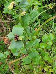 Symphoricarpos occidentalis