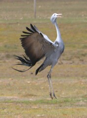 Anthropoides paradiseus