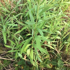 Solidago lepida salebrosa