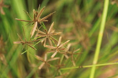 Cyperus flavidus