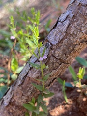 Scutellaria racemosa