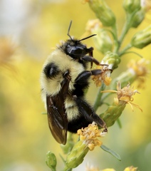 Bombus rufocinctus