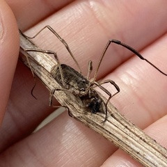 Lacinius horridus