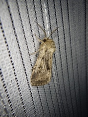 Spodoptera depravata