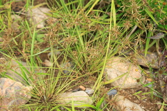 Cyperus flavidus