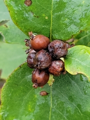 Symphoricarpos occidentalis