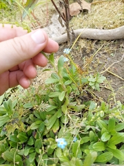 Myosotis laxa