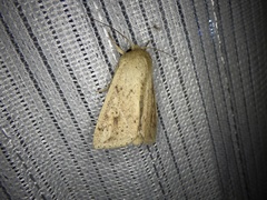 Mythimna flavostigma