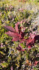 Vaccinioideae