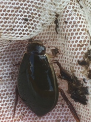 Cybister lateralimarginalis