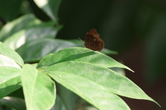 Junonia hedonia