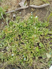 Myosotis laxa