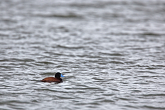 Oxyura ferruginea