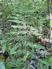 Thelypteris palustris