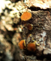 Polycauliona polycarpa