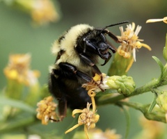 Bombus rufocinctus