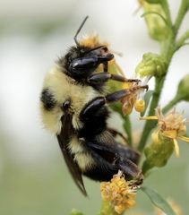 Bombus rufocinctus