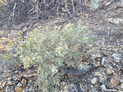 Atriplex confertifolia