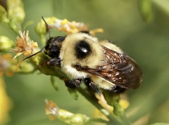 Bombus rufocinctus